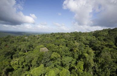 La France rejoint le groupe des États membres de l’UE pour la forêt « For Forest + »
