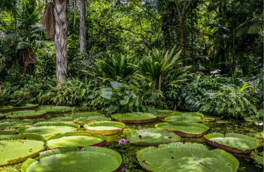 FSC organise une rencontre sur le commerce durable de bois tropical à Belem (Brésil) - le 24 novembre 2023