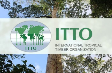 Le rapport sur le marché des bois tropicaux du 16 au 31 mars 2025 est paru