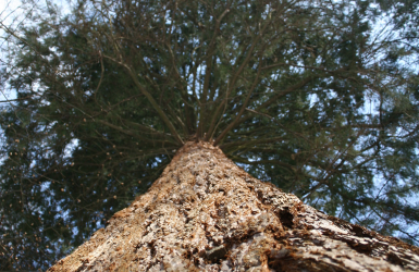Marché des bois résineux, entre espoirs de reprise et transformation structurelle