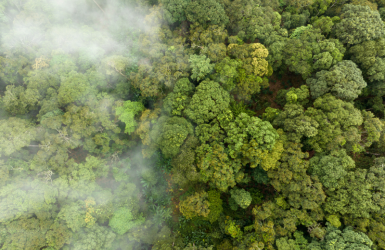 Découvrez les principaux sujets de la 6e veille Carbone et Biodiversité de l'ATIBT (février 2023)