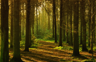 Le  Projet  Forêt  Bois  pour  la France : construisons ensemble l’après Plan de relance
