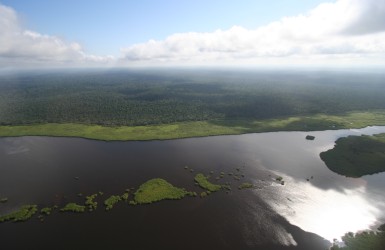 TotalEnergies et La Compagnie des Bois du Gabon s’associent pour développer un nouveau modèle de gestion forestière alliant production de bois et puits de carbone