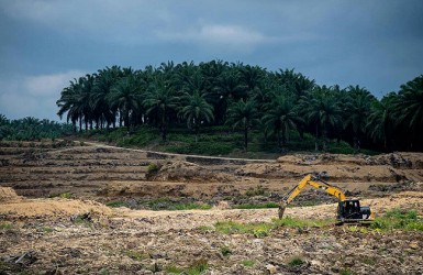 Des entreprises européennes demandent une législation européenne forte pour mettre fin au commerce des produits liés à la déforestation