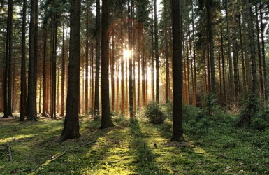 RDUE : mise en ligne de l’Observatoire européen de la déforestation et dégradation des forêts + mise à jour de la FAQ