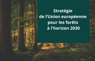 La nouvelle stratégie forestière de l'UE bien accueillie par les industries européennes du bois 