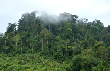 Lettre ouverte à l’attention de la SOLIDEO concernant l’exclusion des bois tropicaux et boréaux 