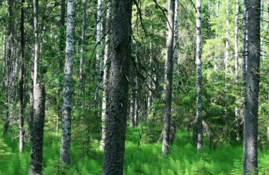 Lancement d'une enquête sur les panneaux de bois de bouleau en Chine et en Europe