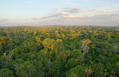 Brésil : augmentation des exportations de bois en provenance de l'État du Pará