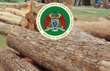 Le gouvernement gambien révoque définitivement tous les permis d'exportation de bois