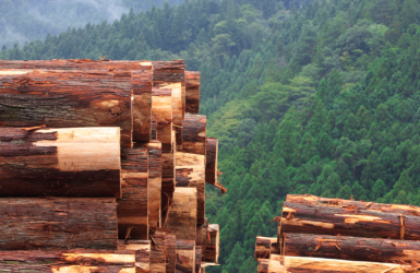 La Commission européenne propose une nouvelle stratégie pour protéger et restaurer les forêts de l'UE 