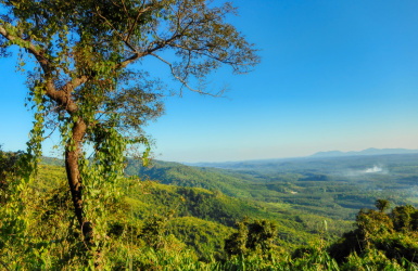 Des marchands de bois allemands condamnés pour des importations illégales en provenance du Myanmar