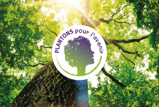 Plantons des arbres ! Le Forum Bois Construction lance un appel aux dons
