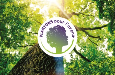 Plantons des arbres ! Le Forum Bois Construction lance un appel aux dons