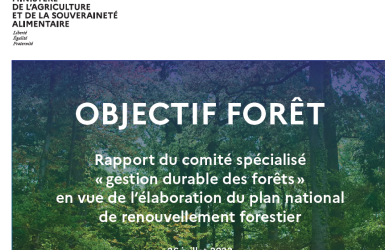 « Objectif Forêt » : le rapport du comité spécialisé « gestion durable des forêts » en vue de l’élaboration du plan national de renouvellement forestier