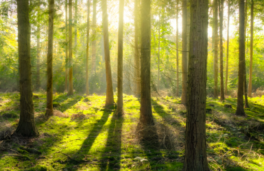 Lancement de l'observatoire des forêts françaises