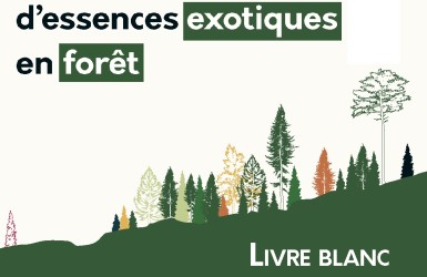 La Société botanique de France publie un livre blanc sur les risques associés à l’introduction d’essences exotiques dans les forêts