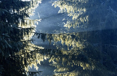 Les forêts boréales