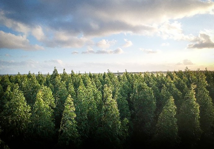 La forêt en bref