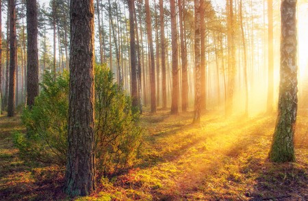 Les forêts en France