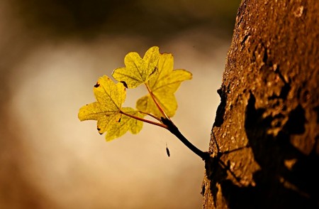 Le rôle de la forêt