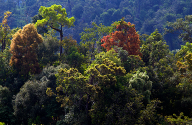 Stop aux idées reçues : le bois tropical est aussi légal